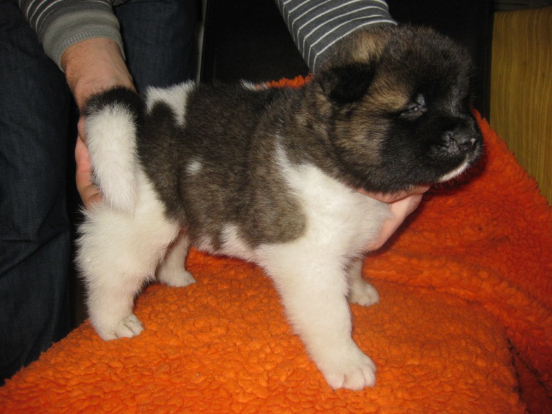 Puppies